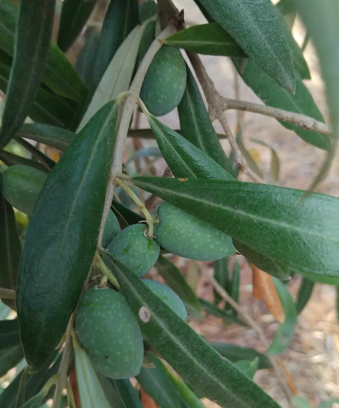 Olivo